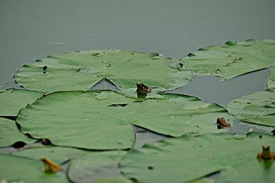 侏罗纪世界进化3修改器：17+可修改内容，无压力无限资金满体力福利MAX